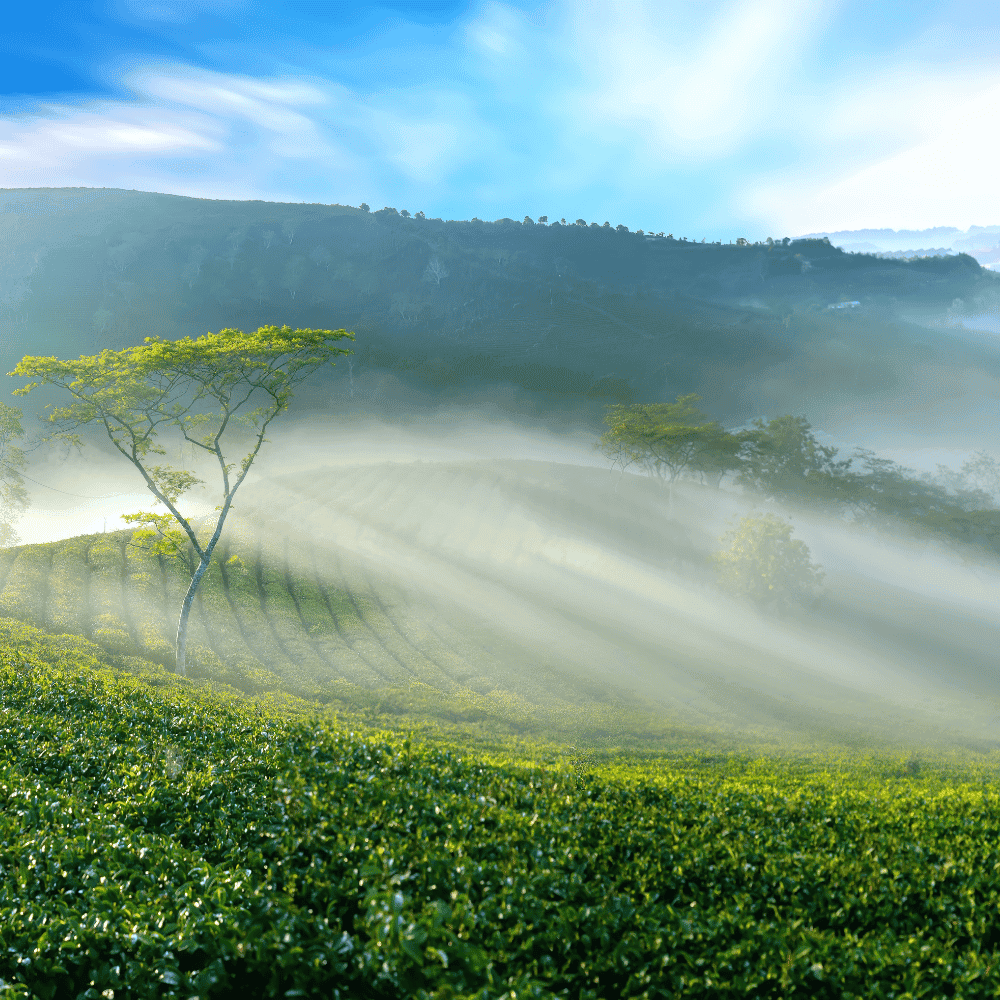 plantacja czarnej ehrbaty wietnam