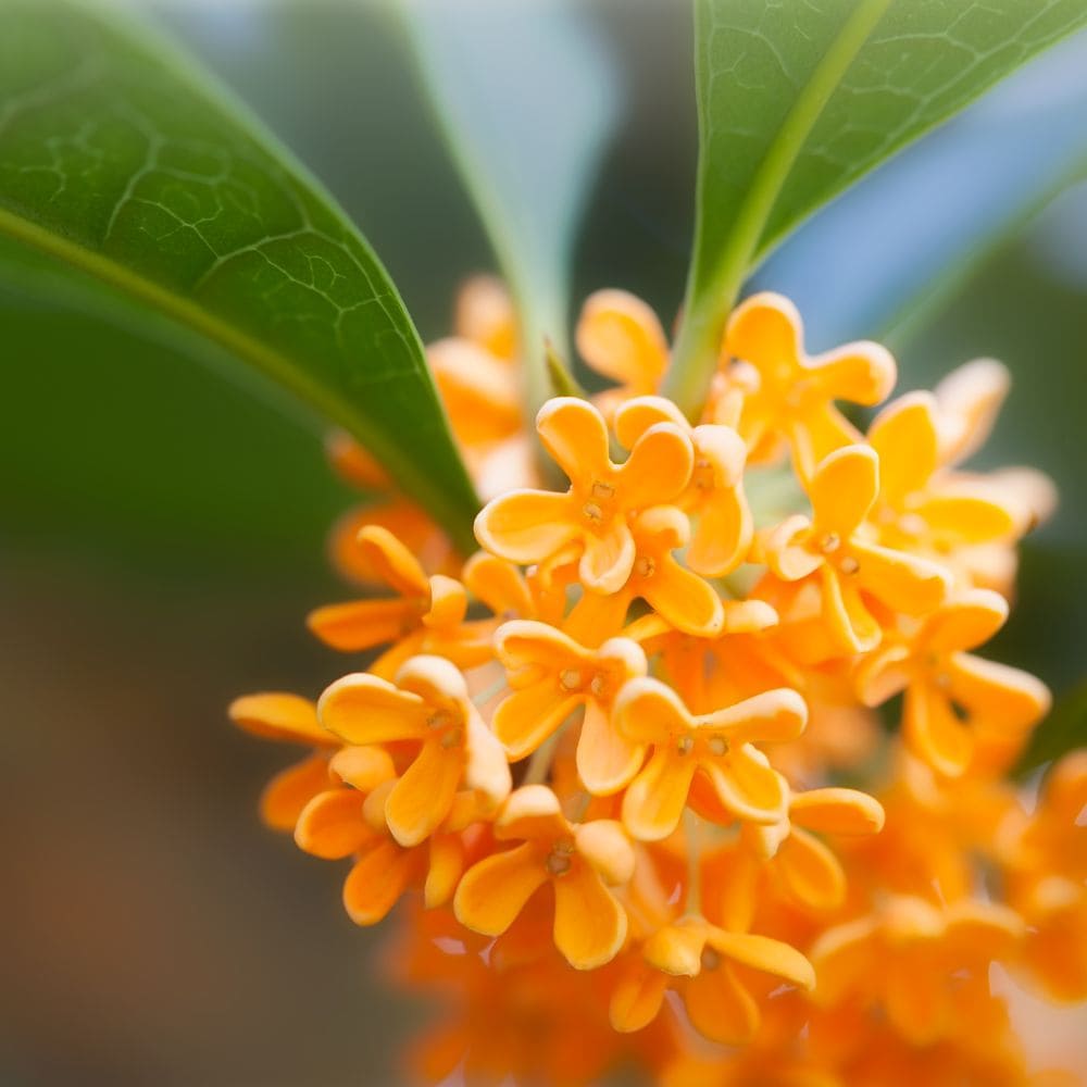 kwiaty osmantusa brzoskwiniowe biała herbata